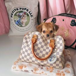 Chihuahua Puppies from Petite Pups LLC