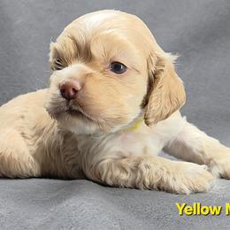 Yellow - Buff male Cocker Spaniel puppy in Lebanon, Missouri from Spring Hollow Cocker Spaniels