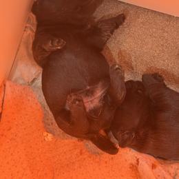 Boy 1 - Black male Scottish Terrier puppy in Wellston, Ohio from White Apple Kennel