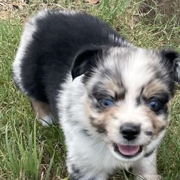 Girl 1 - Blue merle Australian Shepherd puppy in Blum, Texas from 4P Poteet Farms