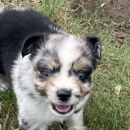 Girl 1 - Blue merle Australian Shepherd puppy in Blum, Texas from 4P Poteet Farms