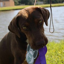 Catahoula Leopard Dog All Grown Up from 7Sins catahoulas