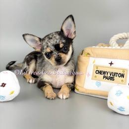 Rochelle - Merle female Chihuahua puppy in Anderson, South Carolina from Lil Treasures Chihuahuas