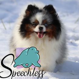 Indigo - Pomeranian