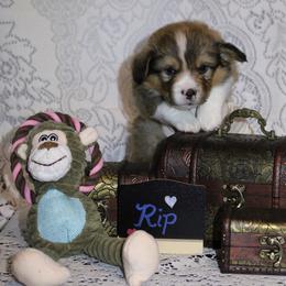 Rip - Sable male Pembroke Welsh Corgi puppy in Purcellville, Virginia from Rhone River Farm Pembroke Welsh Corgis