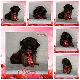 Chestnut (Stoney) - Sable male Shih Tzu puppy in Yelm, Washington from Lala's All Star Shih Tzu
