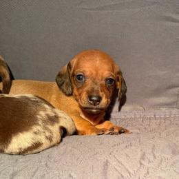 Stella - Red female Dachshund puppy in Los Angeles, California from Dachshunds of the Desert