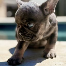 Toby - Blue male French Bulldog puppy in Fort Oglethorpe, Georgia from Jhuntfrenchies