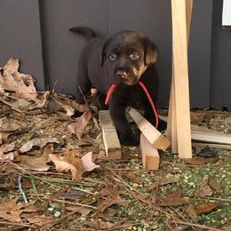 Labrador Retriever Puppies from Choice Chocolate Labs