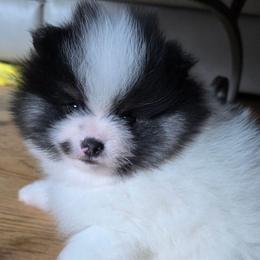 AKC Mason Black Tri color Parti - Black and tan parti male Pomeranian puppy in Gloversville, New York from ADKPOM Adirondack Pomeranians