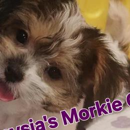 Maltese, Maltipoos, and Morkies from The Aristocratic Puppy Patch