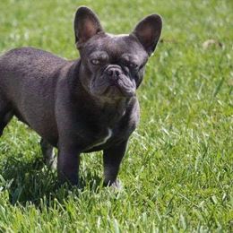 Mercedes - French Bulldog