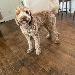 Australian Labradoodles from Frosty & Ginger Co Home of Doodles