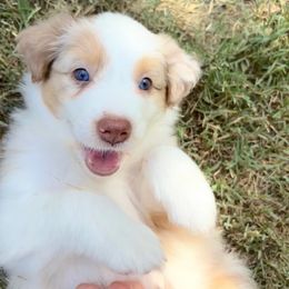 Girl 2 - female Australian Shepherd puppy in Glendale, Arizona from Woodard Aussies