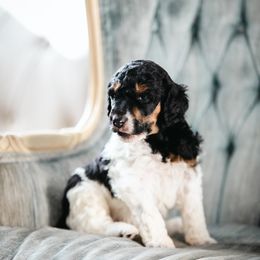 Poodle Puppies from Setting the Standard Poodles