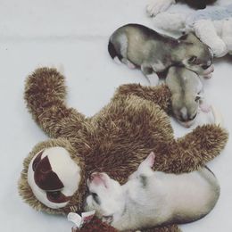 Siberian Husky Puppies from Sassenach Siberians
