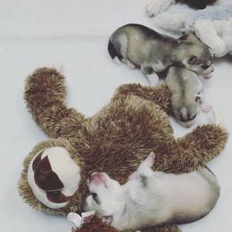 Siberian Husky Puppies from Sassenach Siberians