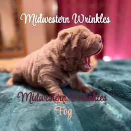 Amethyst Fog - Lilac dilute female Chinese Shar-Pei puppy in Auburn, Kansas from Justin's Chinese Shar-Pei
