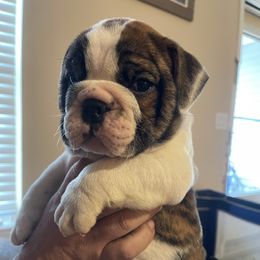 Luke - Brindle male Bulldog puppy in Seneca, South Carolina from Burrell’s Bulldog Kingdom