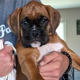 Stitch - Fawn Boxer puppy in Arizona from Rockin' Paws Boxers