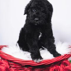 Bordoodle Puppies from 2J 2K Bordoodles