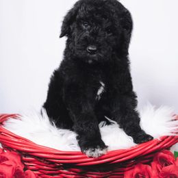 Bordoodle Puppies from 2J 2K Bordoodles