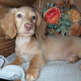 Peanut - Cream male Dachshund puppy in Unadilla, Georgia from The Hamsley Kennels of South Georgia