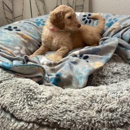 Goldendoodle Puppies from Daisy’s Doodles