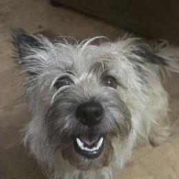 HoneyBee - Cairn Terrier