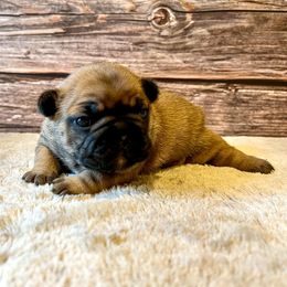 Bulldogs and French Bulldogs from River Valley Bulldogs