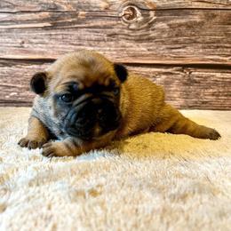 Bulldogs and French Bulldogs from River Valley Bulldogs