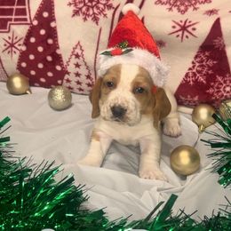 Boy 5 - male Basset Hound puppy in Lexington, Kentucky from Breashae's  Pups