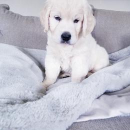 Cavalier King Charles Spaniel and Golden Retriever Puppies from SelahGold