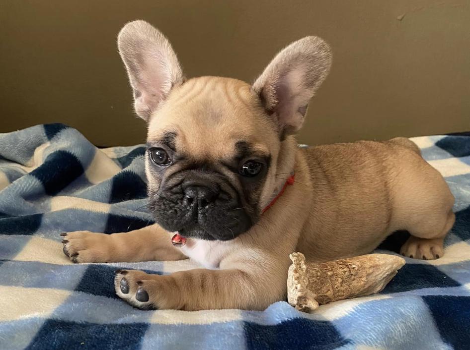 Erica's Furbaby French Bullies in Kansas French Bulldog puppies
