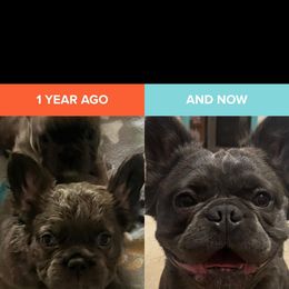 French Bulldog All Grown Up from Lakeview Frenchies