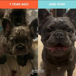 French Bulldog All Grown Up from Lakeview Frenchies