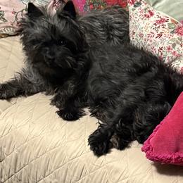 Cairn Terriers from Fae Hallow