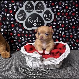 Rudy - Cream male Chihuahua puppy in Leesburg, Florida from Mystic Angels Chihuahuas