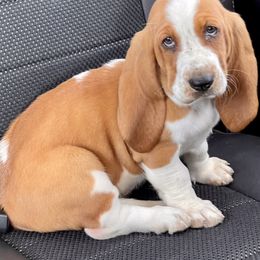 Basset Hound Puppies from Blessed Bassets