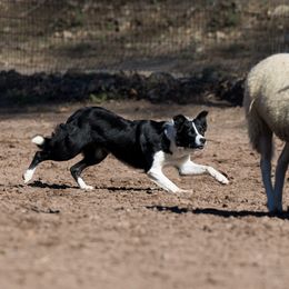 Dot - Border Collie