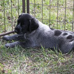 German Wirehaired Pointer Puppies from WyoWires German Wirehaired Pointers