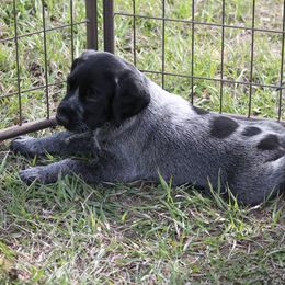 German Wirehaired Pointer Puppies from WyoWires German Wirehaired Pointers
