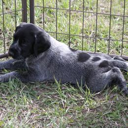 German Wirehaired Pointer Puppies from WyoWires German Wirehaired Pointers