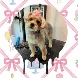 Yorkipoo and Yorkshire Terrier Puppies from Yorkie Oodle Doodle