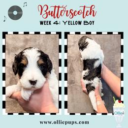 Butterscotch - Tri-color male Bernedoodle puppy in Boiling Springs, South Carolina from OlliePups, LLC