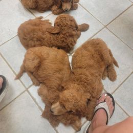 Poodle Puppies from Dannebrog Poodles