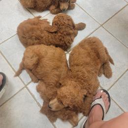 Poodle Puppies from Dannebrog Poodles