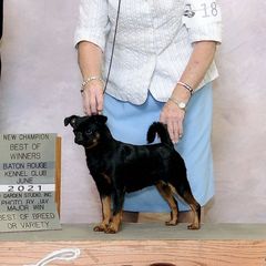 Brussels Griffons from Blackwood