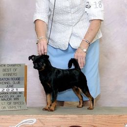 Brussels Griffons from Blackwood