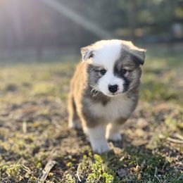 Icelandic Sheepdog Puppies from Hjarta Icelandics